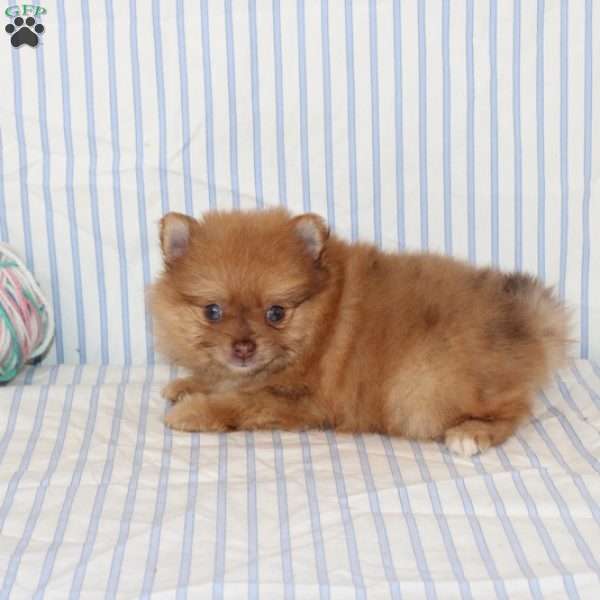 Olive, Pomeranian Puppy